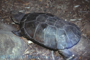 A delicate but beautiful pattern on this African Helmeted Turtle. 