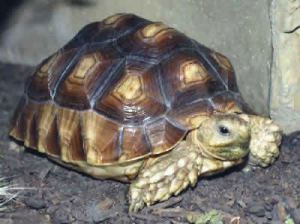 The sulcuta tortoise.